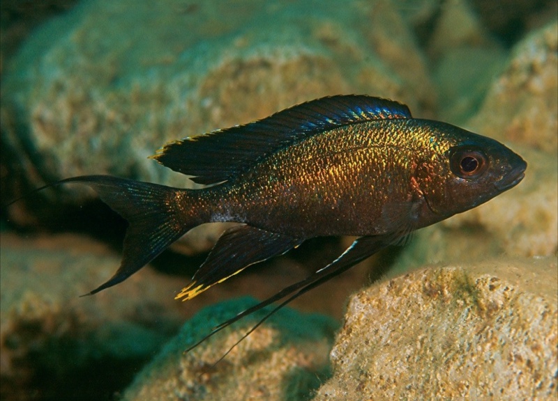 Cyathopharynx sp. 'green flush' Bemba